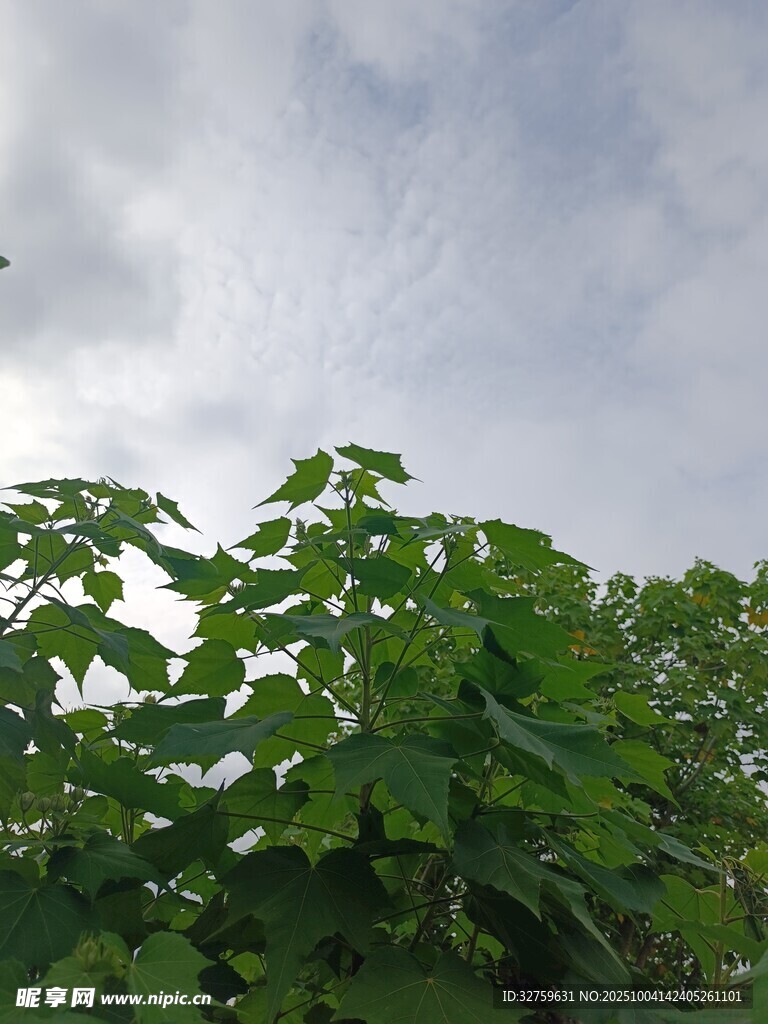 綠葉襯天 
