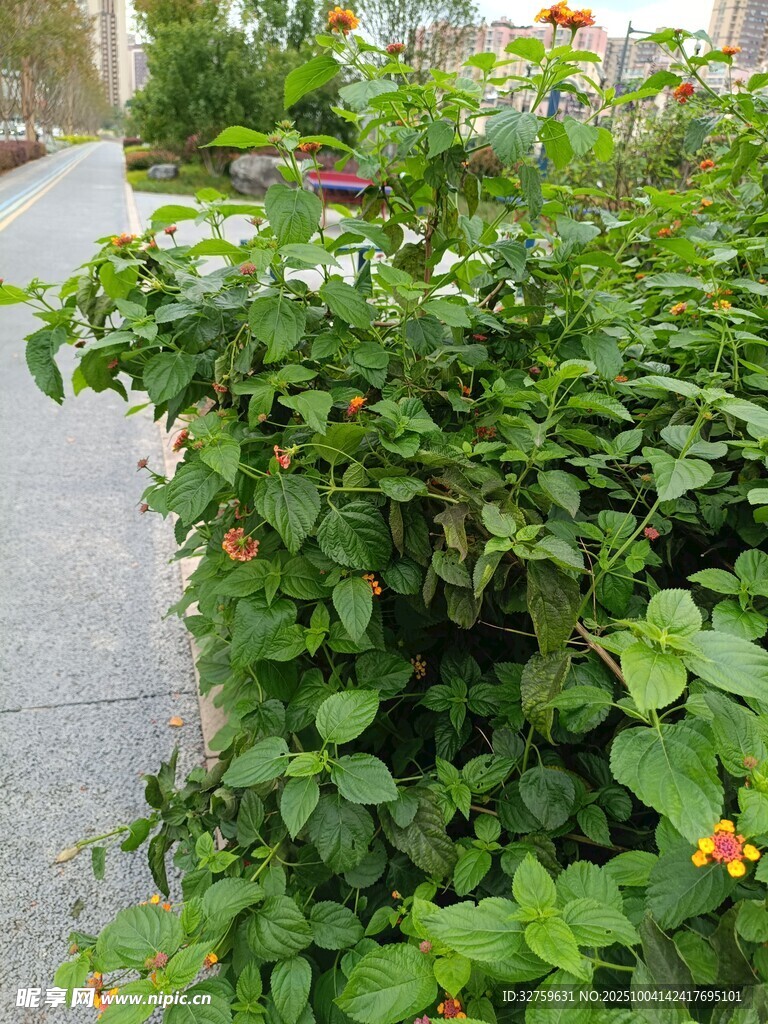 路邊繁茂綠植綻放小花
