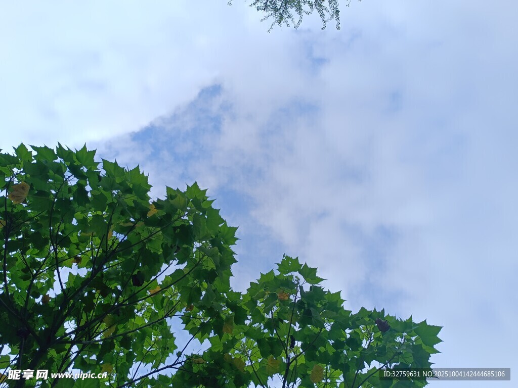 綠樹映襯下的朦朧天空