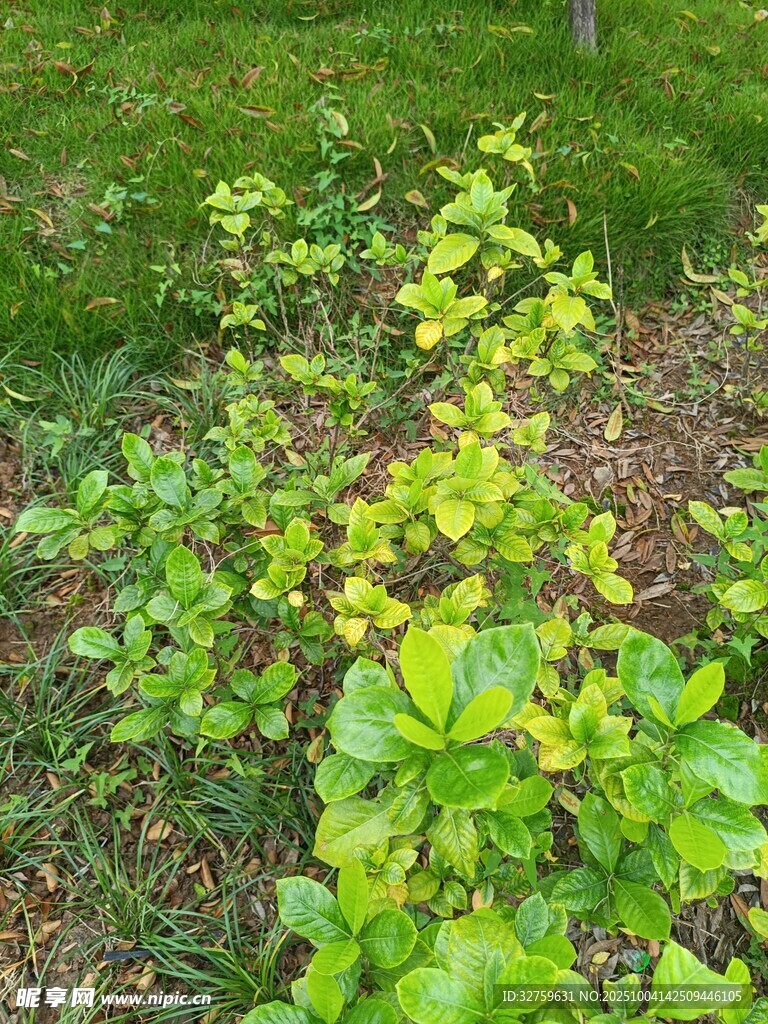 嫩綠植物生長(zhǎng)于草地