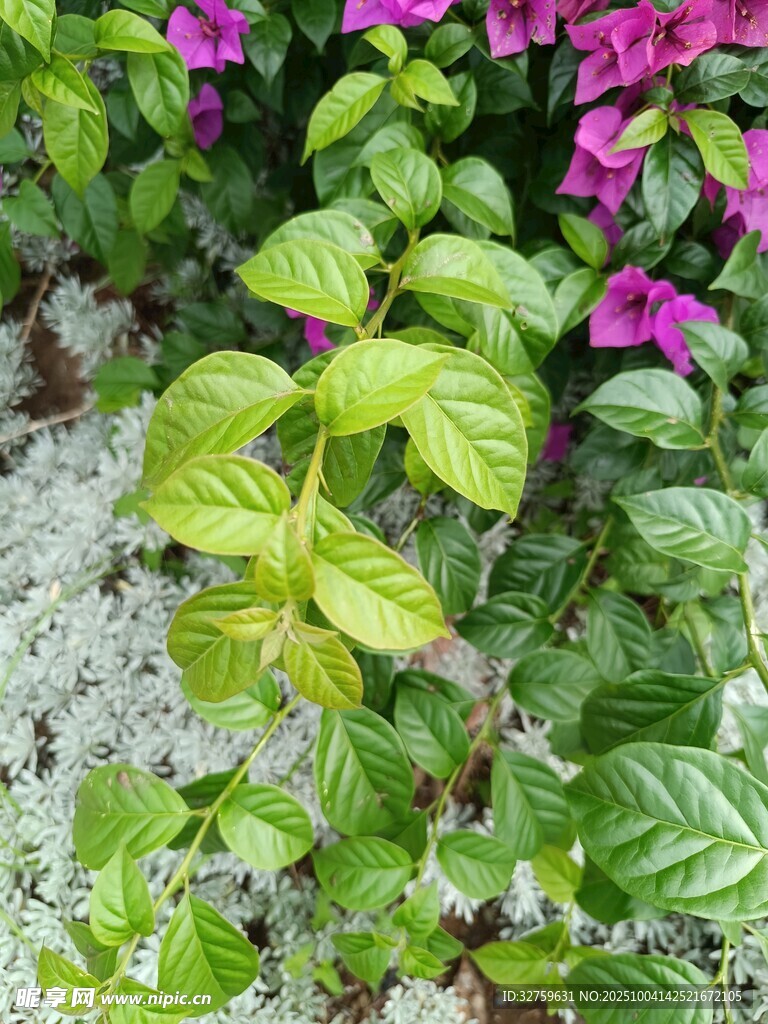 綠葉粉花的美麗植物景觀