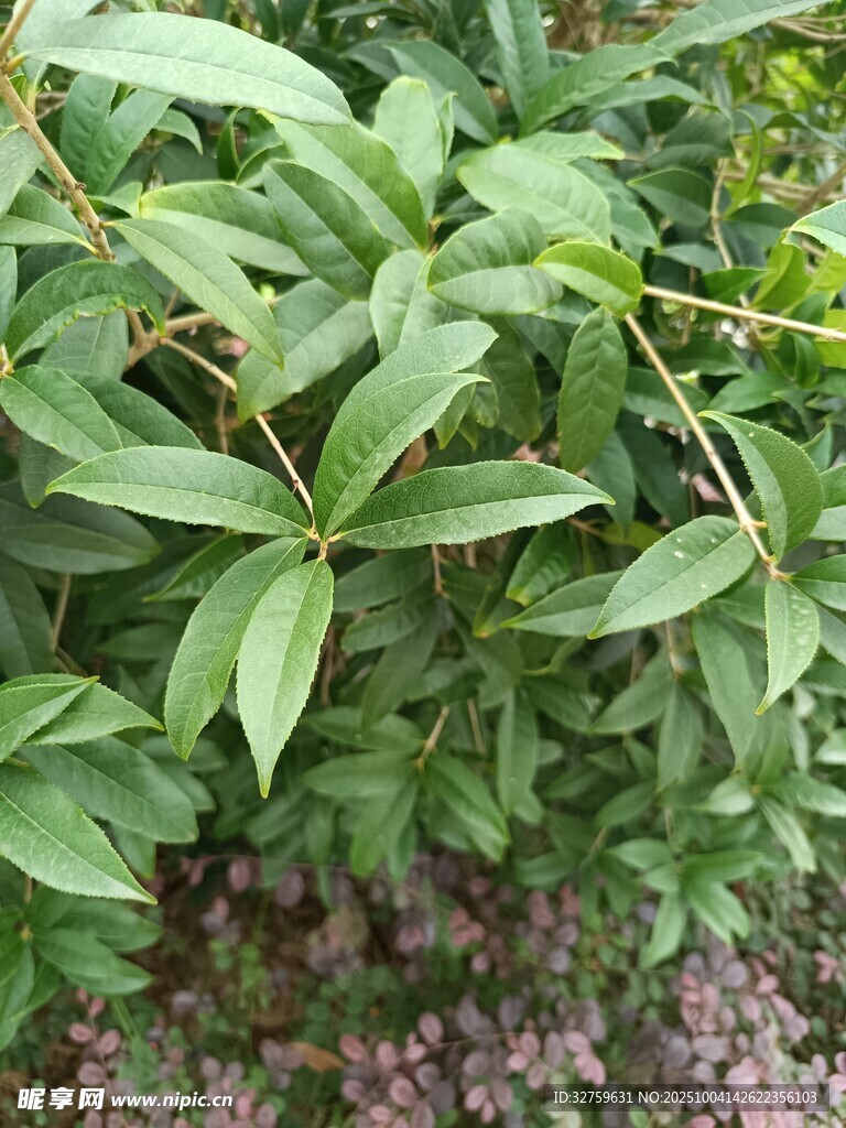 翠綠葉片與紫色小花植物