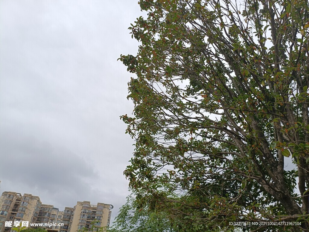城市中枝葉繁茂的綠樹