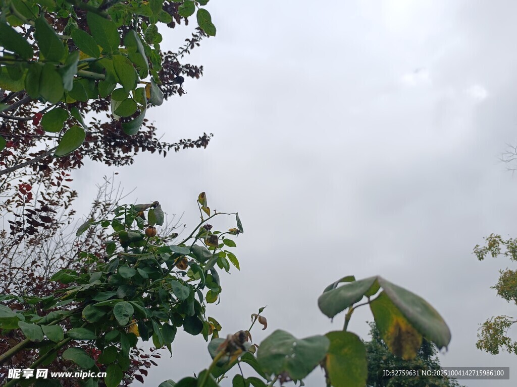 云霧中繁茂的綠植景觀