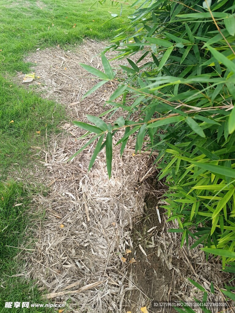 草地中的碎木屑小徑