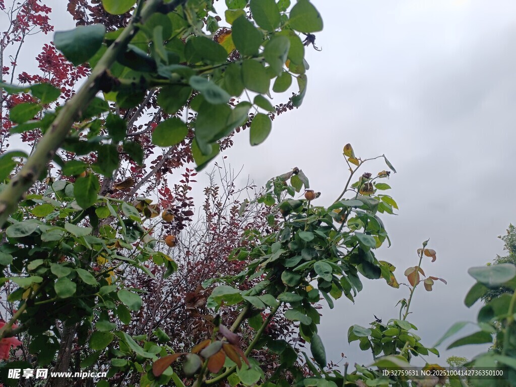 霧中繁茂綠植景觀
