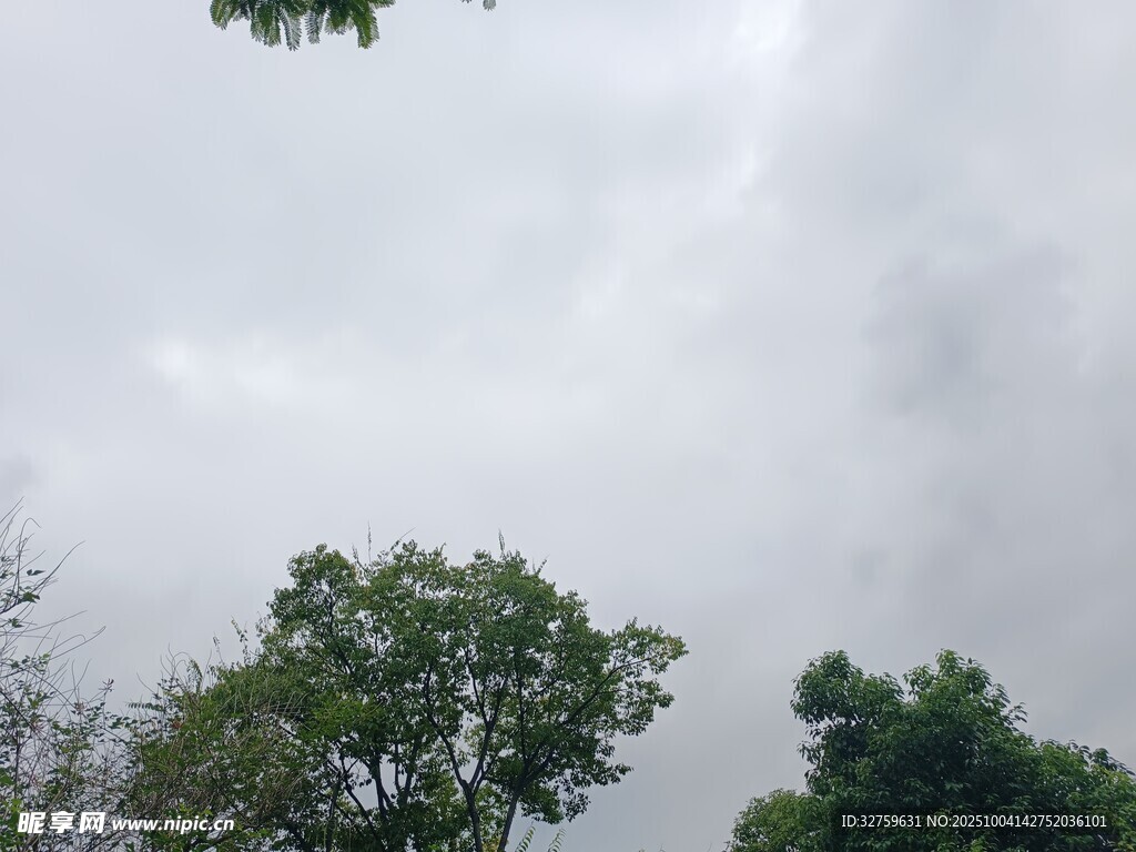 陰天中的綠樹景象