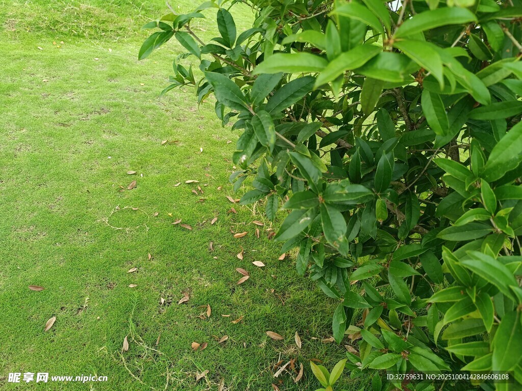 綠意盎然的草地與灌木叢