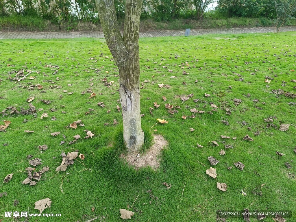 樹下草地景象