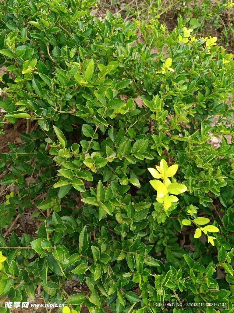 翠綠灌木叢中的黃色小花