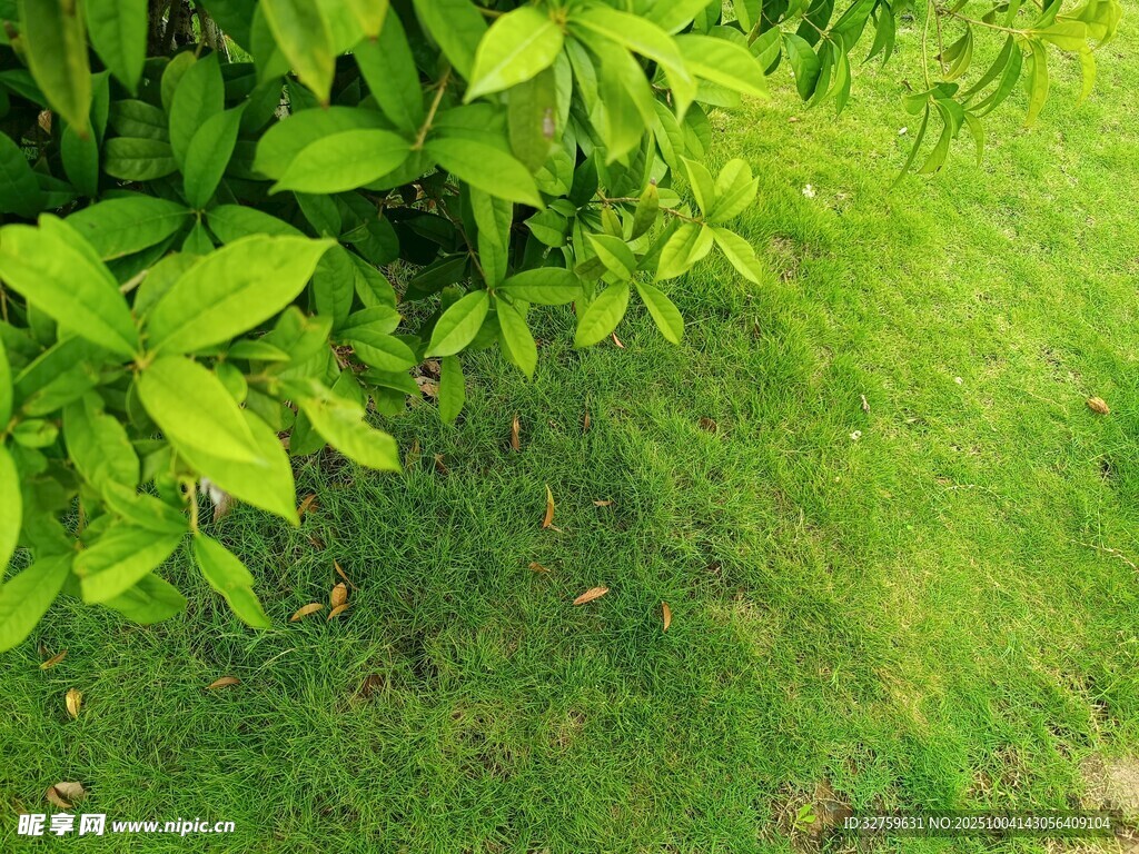 綠葉青草