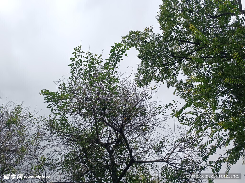 雨中樹木