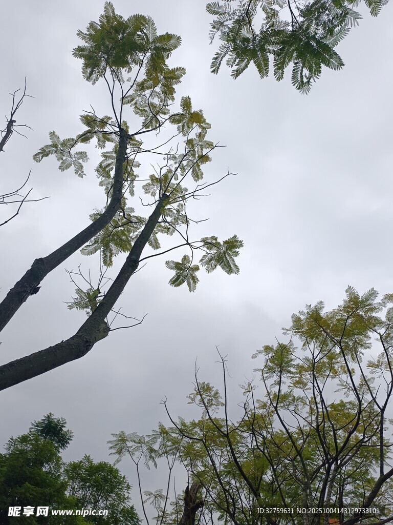 仰視天空中的繁茂樹枝