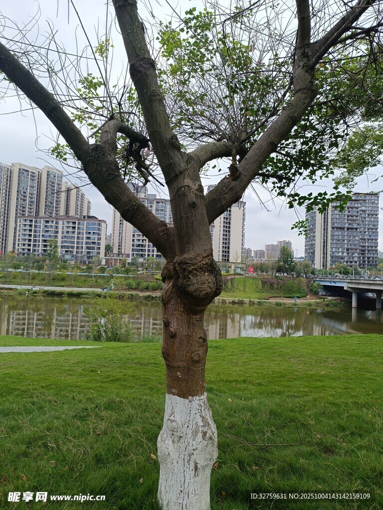湖畔綠樹