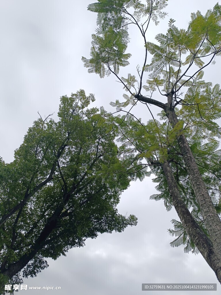 仰視蔥郁樹木與灰白天空
