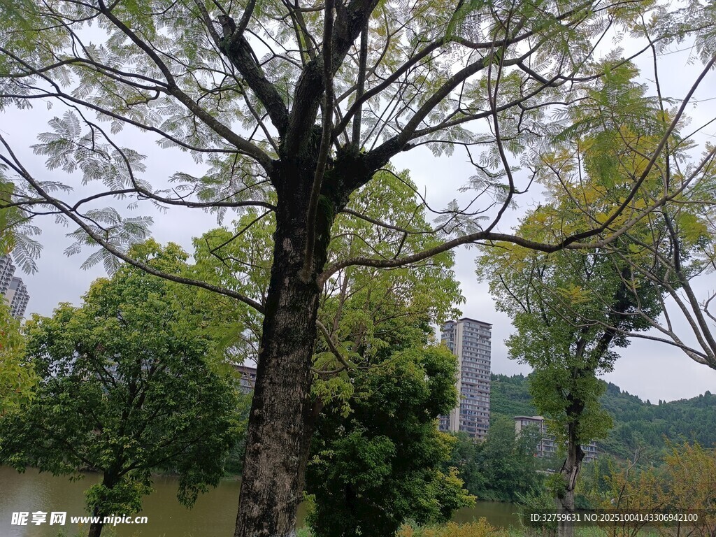 湖畔大樹與繁茂綠植景觀