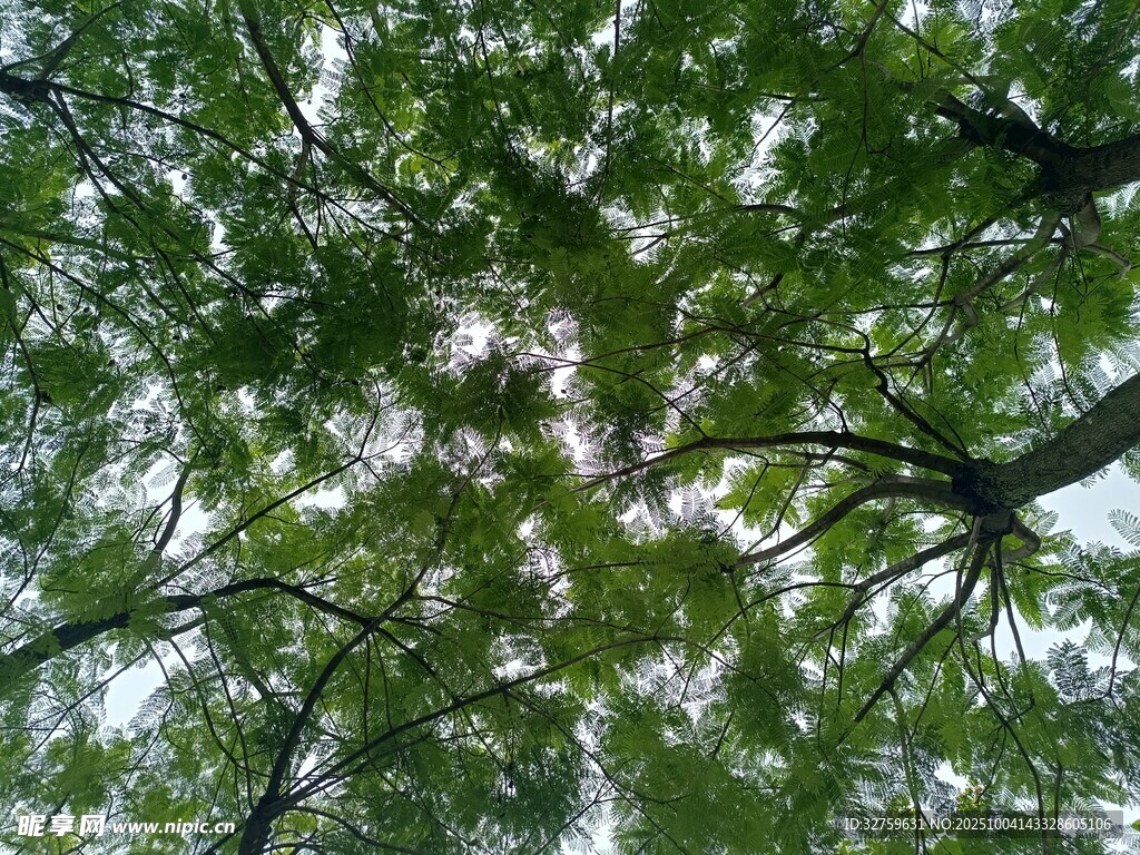 仰視繁茂枝葉