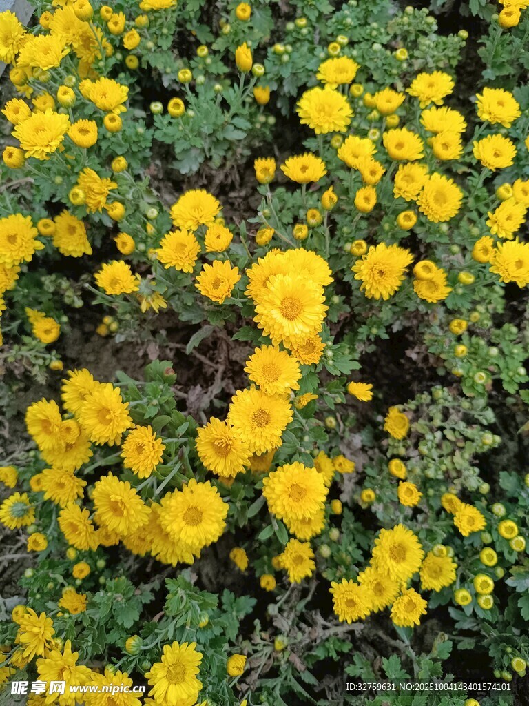金黃小花簇?fù)淼纳鷻C(jī)畫面