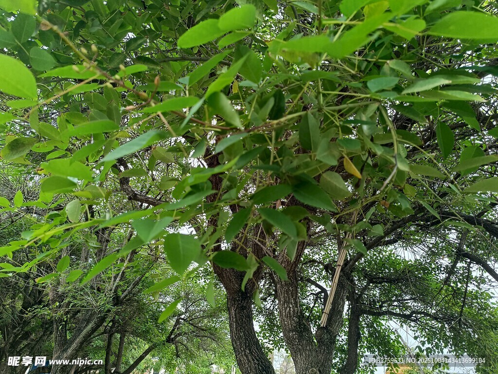 綠葉繁茂的樹木