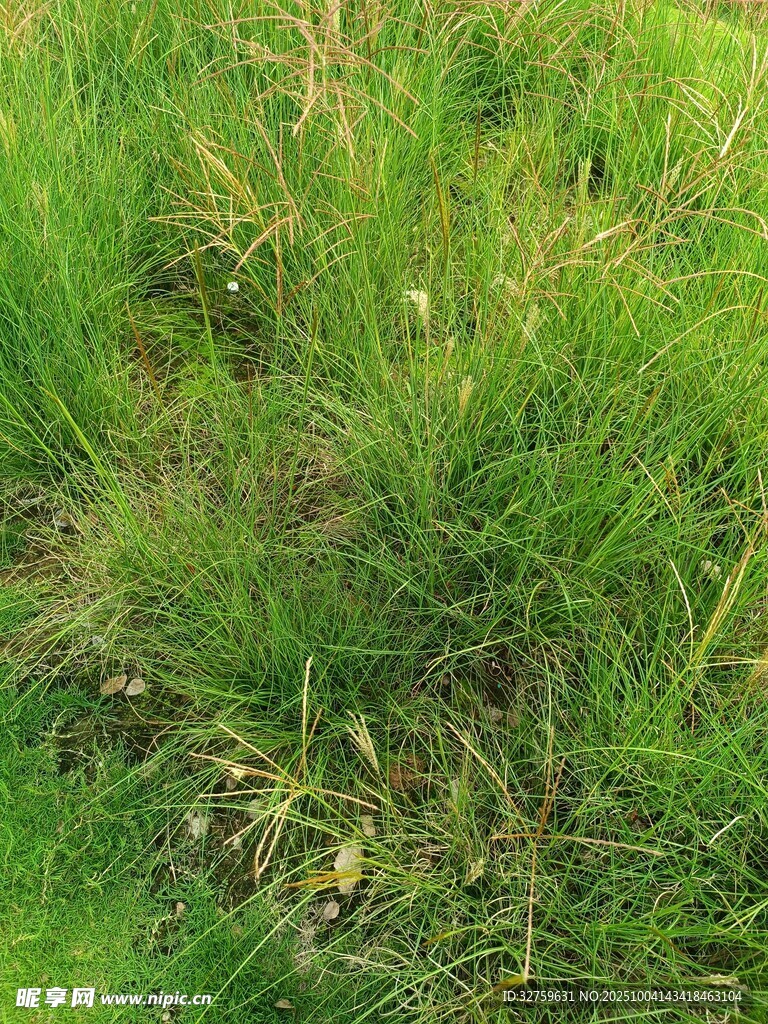 翠綠草地中的蓬勃生機(jī)