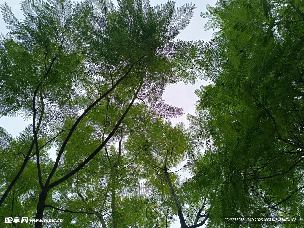 仰視蔥郁樹冠美景