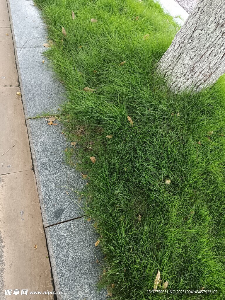 路邊草地與樹干的景致