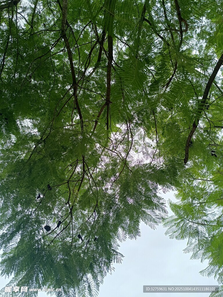 仰視繁茂綠樹的清新景象