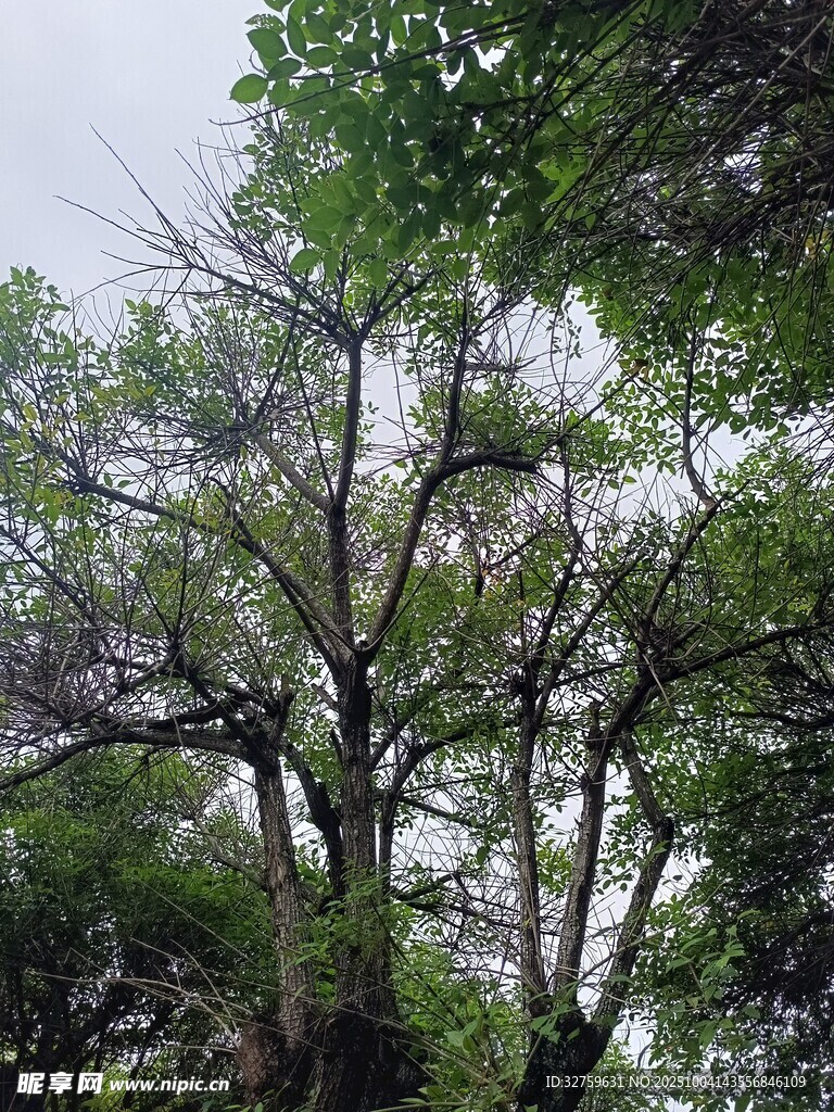 繁茂樹林中的樹冠景觀