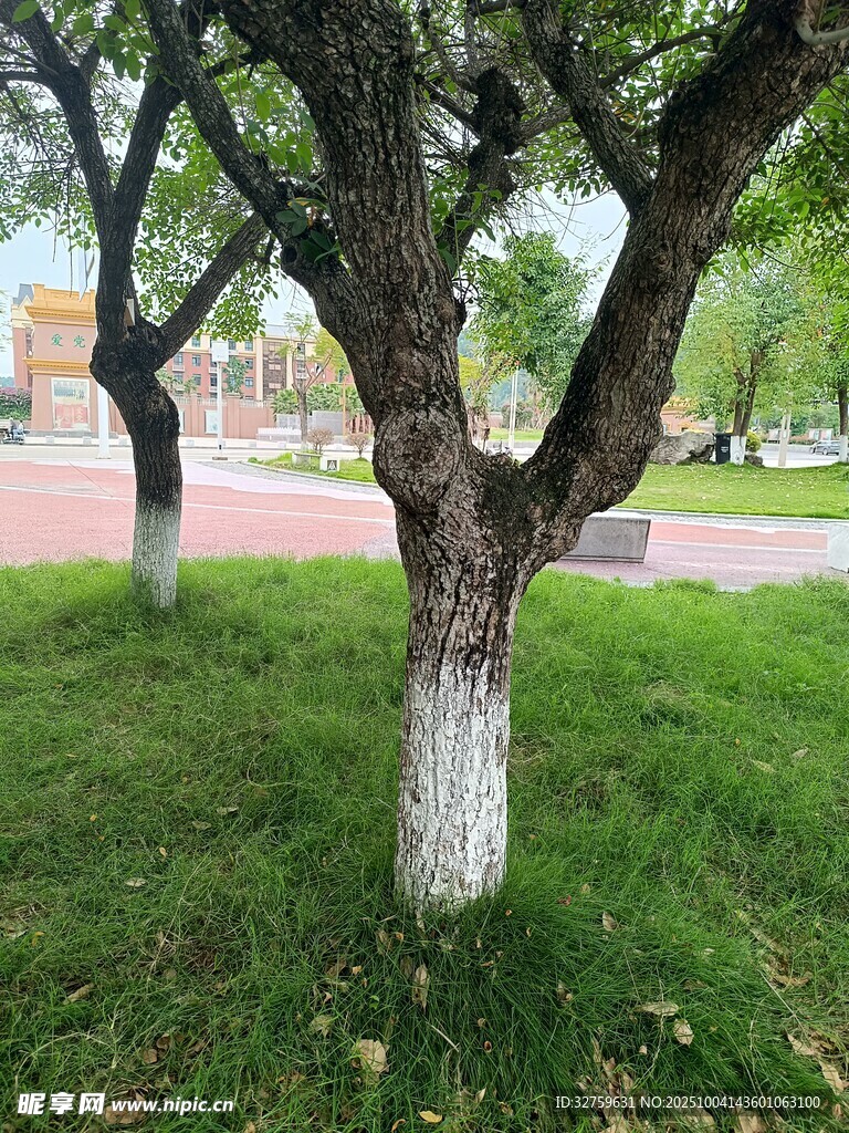 公園草地旁的蔥郁樹(shù)木