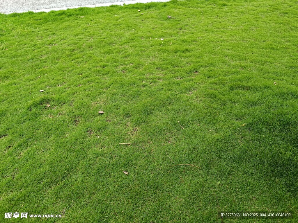 翠綠草坪