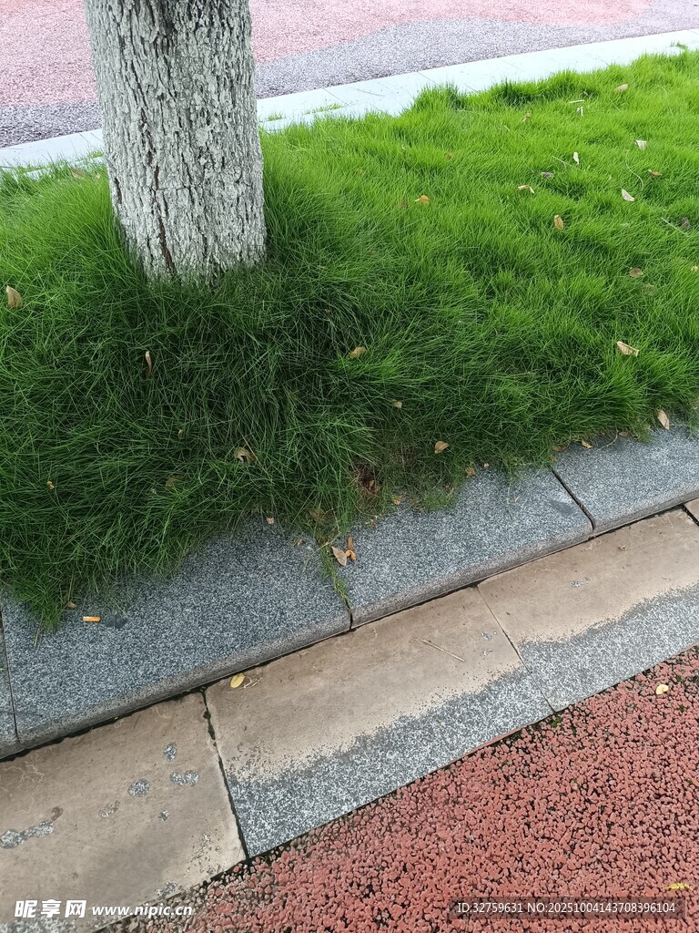 樹下翠綠苔蘚裝點(diǎn)路面