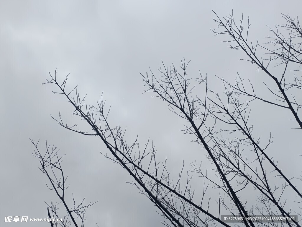 冬日枯樹(shù)枝干景象