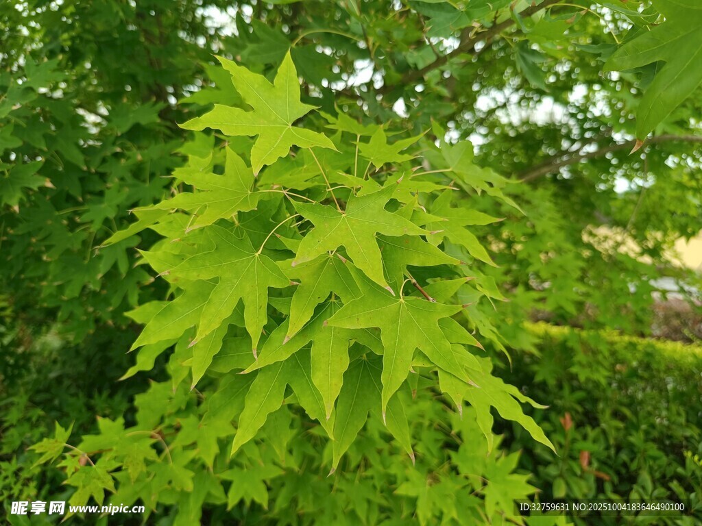 翠綠楓葉在繁茂枝葉間