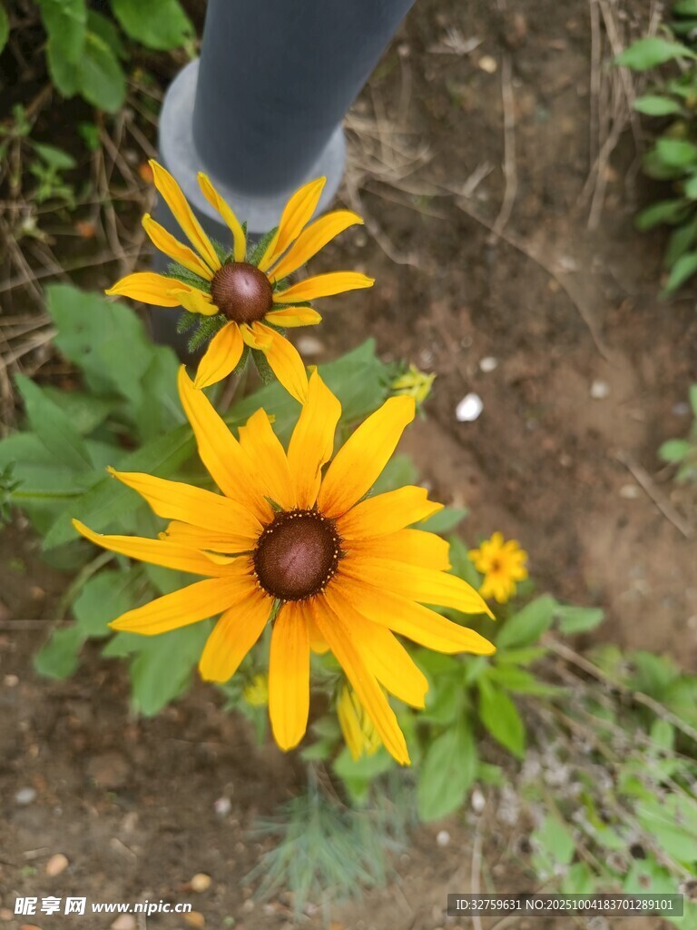 腳邊綻放的黃色黑心菊
