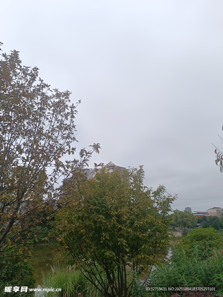 陰天的河畔樹林景觀