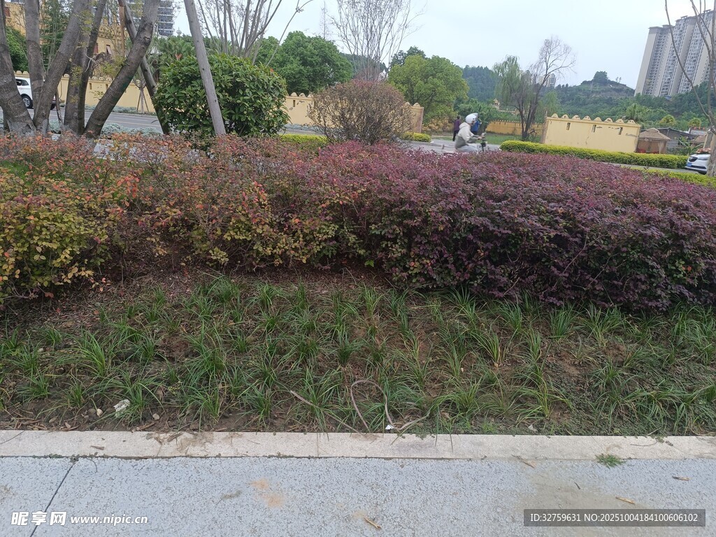 城市路邊多彩灌木景觀