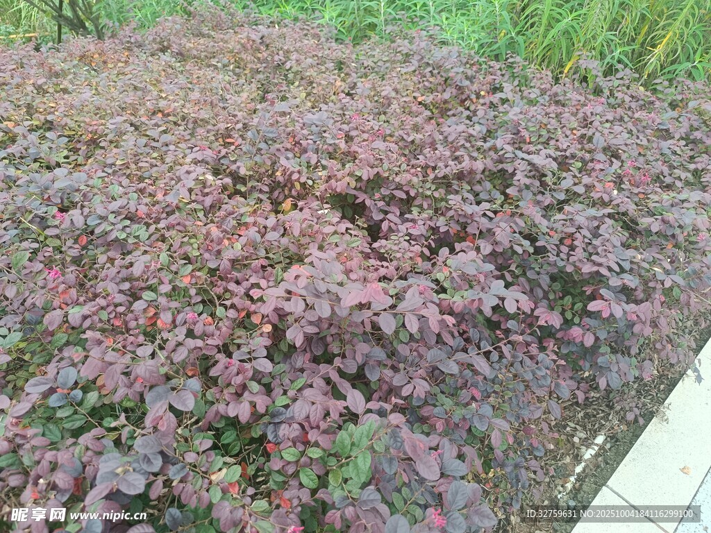 紫葉植物景觀