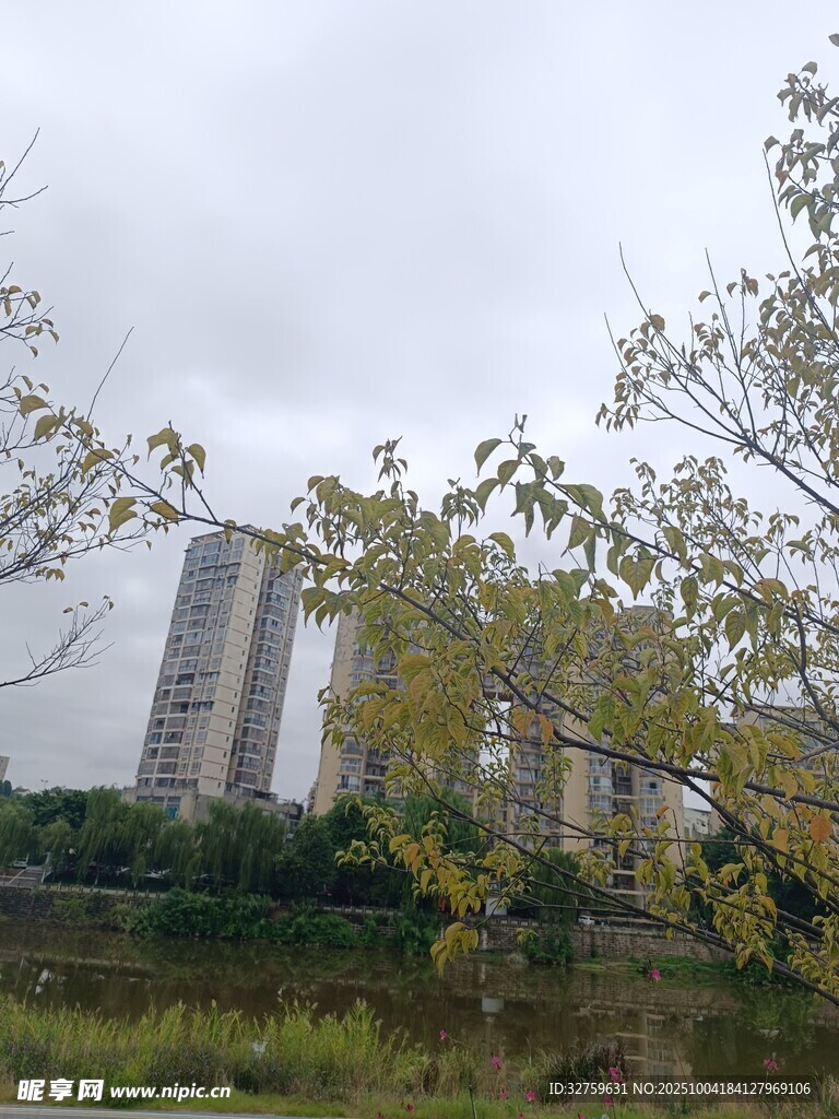 湖畔高樓與枝葉景致