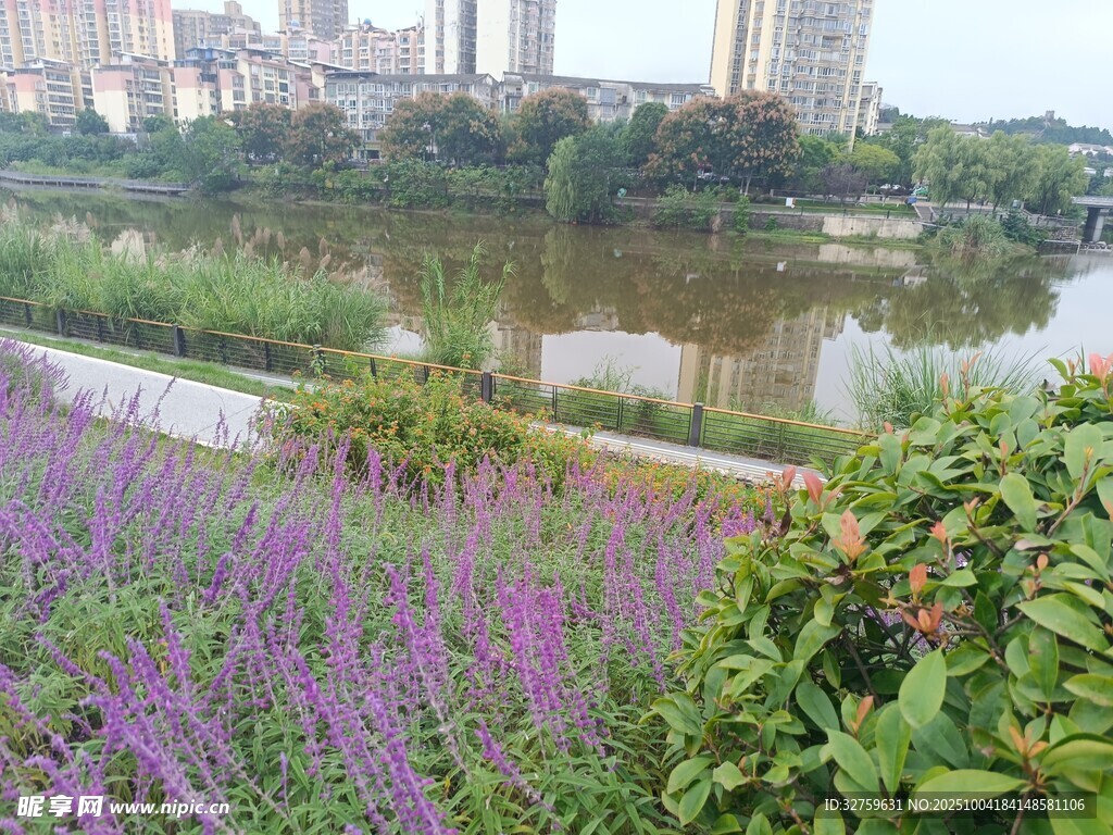 湖畔紫花與城市景觀