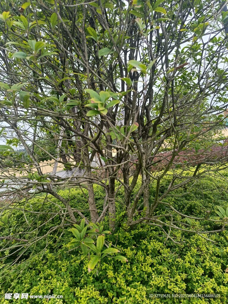 繁茂綠植中的樹木景觀