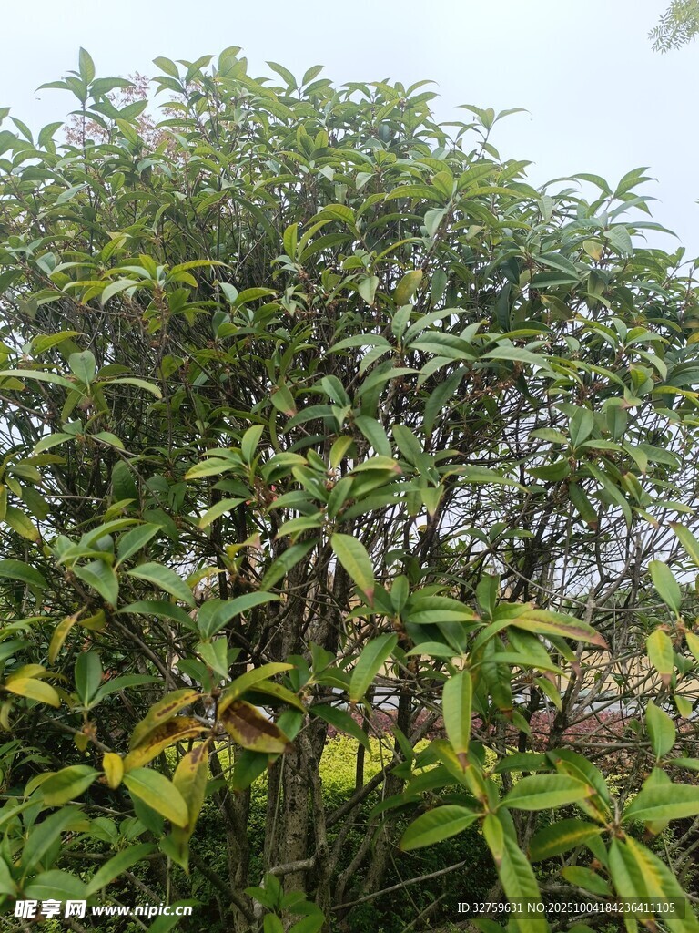 繁茂綠植景觀