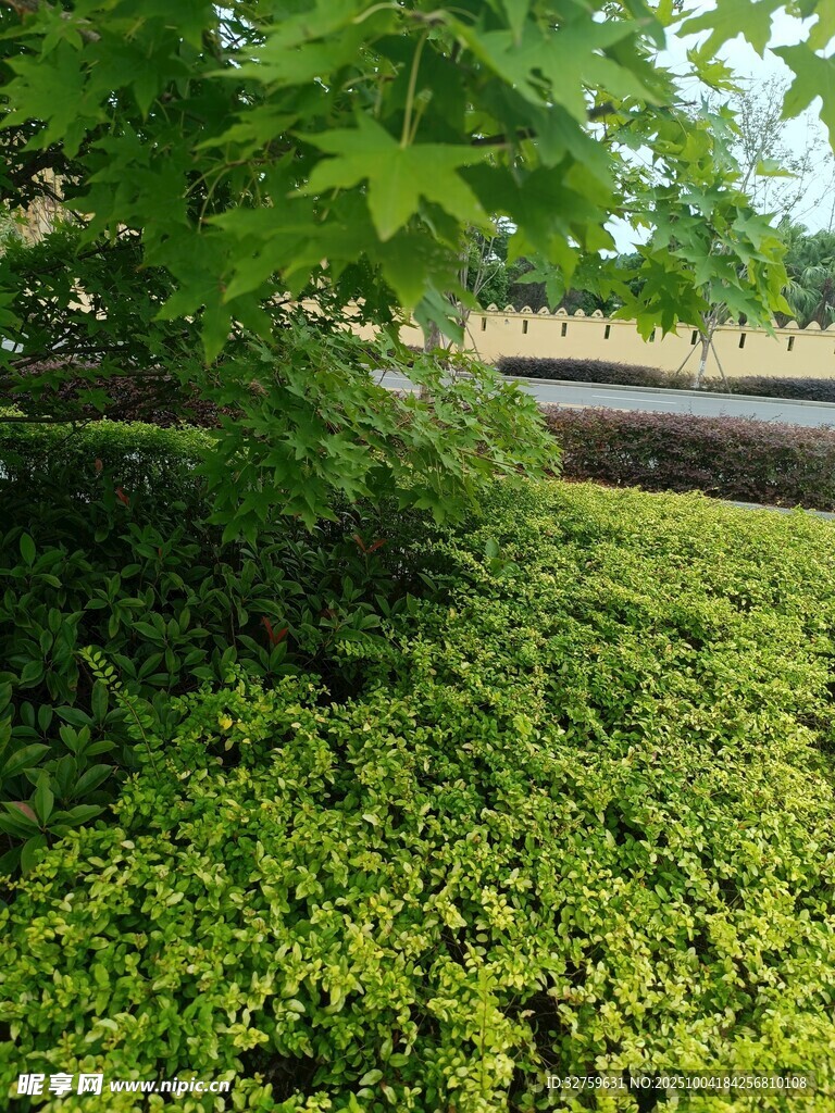 綠意盎然的繁茂植物景觀