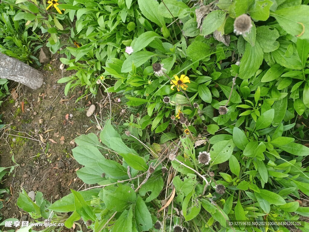 草叢中的黃色小花
