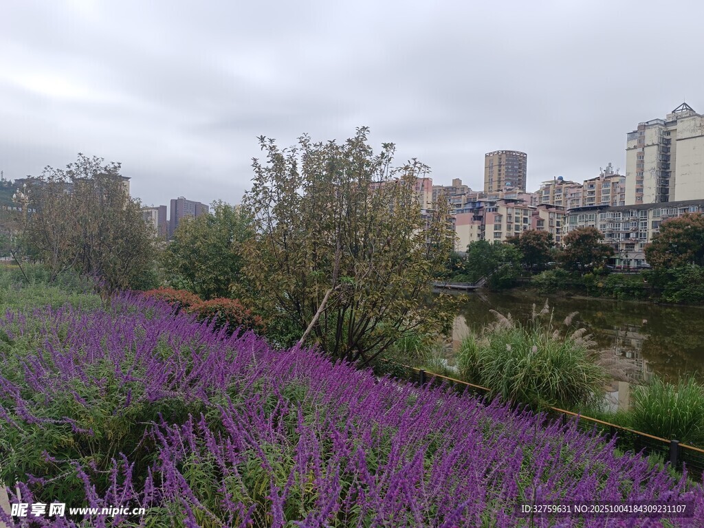 紫色花海旁的城市風(fēng)景