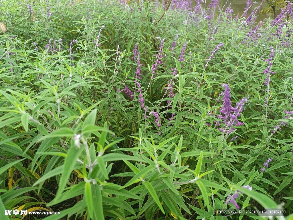 紫色花叢中的綠色植物