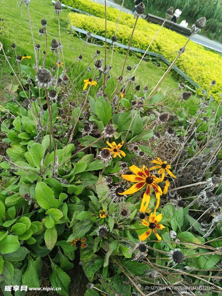 花園中的多彩黑心菊