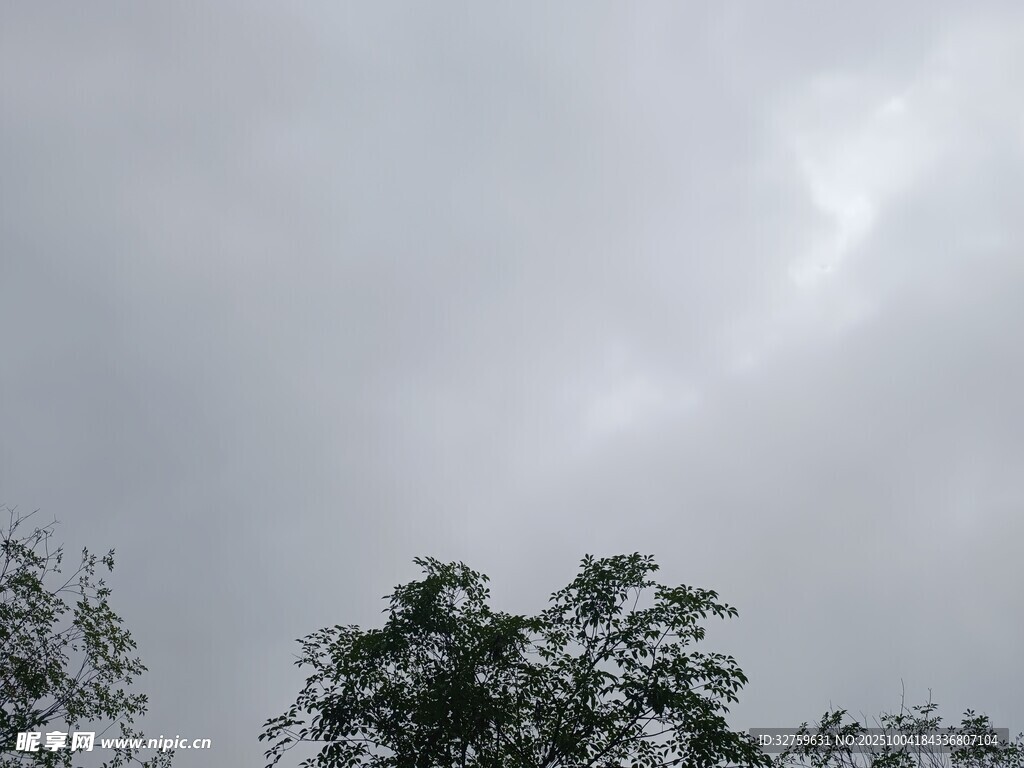 陰天中的樹木與天空