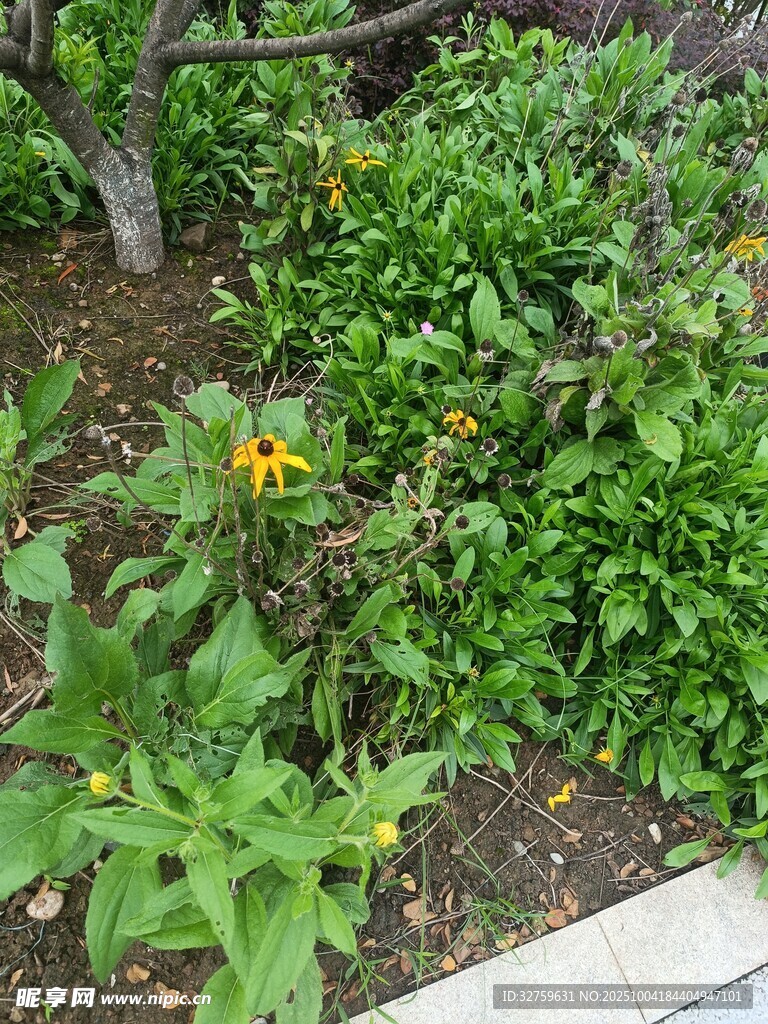 花園中的綠植與黃色小花