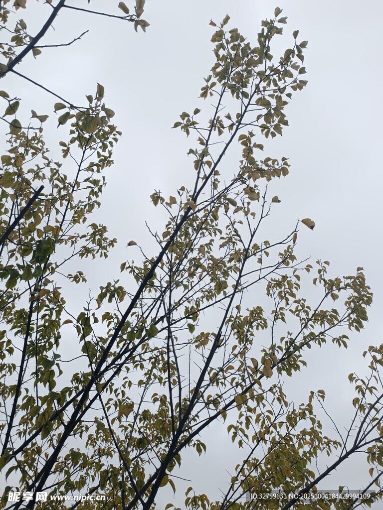 枝頭綠葉映灰白天空