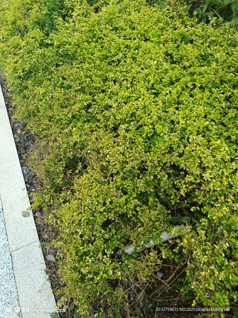 路邊翠綠灌木叢